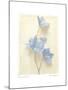 Campanula I-Amy Melious-Mounted Art Print