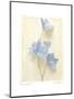 Campanula I-Amy Melious-Mounted Art Print