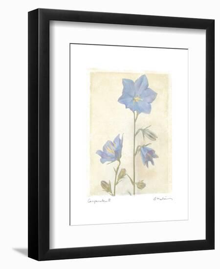 Campanula II-Amy Melious-Framed Art Print