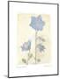 Campanula II-Amy Melious-Mounted Art Print