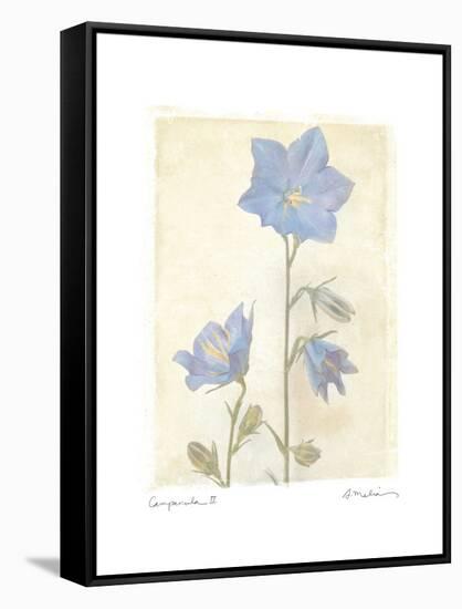 Campanula II-Amy Melious-Framed Stretched Canvas