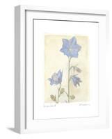 Campanula II-Amy Melious-Framed Art Print