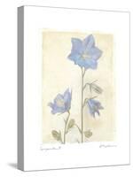 Campanula II-Amy Melious-Stretched Canvas