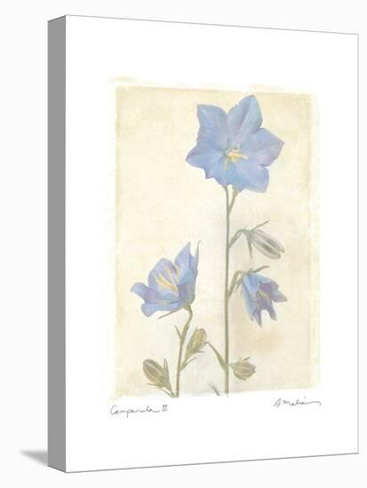 Campanula II-Amy Melious-Stretched Canvas