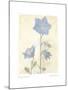 Campanula II-Amy Melious-Mounted Art Print