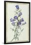 Campanula: Medium-Pierre-Joseph Redouté-Framed Giclee Print