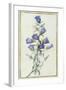 Campanula: Medium-Pierre-Joseph Redouté-Framed Giclee Print