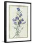 Campanula: Medium-Pierre-Joseph Redouté-Framed Giclee Print