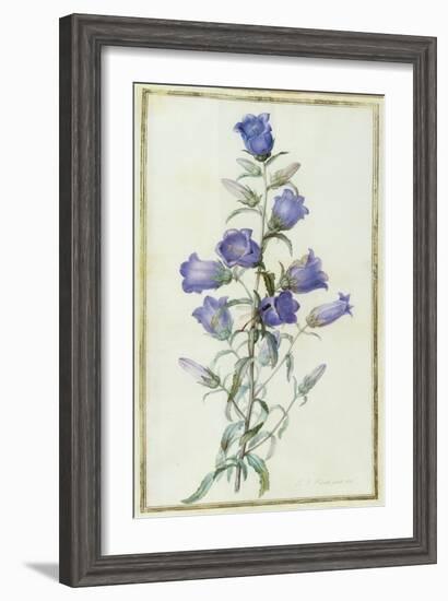 Campanula: Medium-Pierre-Joseph Redouté-Framed Giclee Print