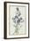 Campanula: Medium-Pierre-Joseph Redouté-Framed Giclee Print