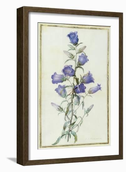 Campanula: Medium-Pierre-Joseph Redouté-Framed Giclee Print