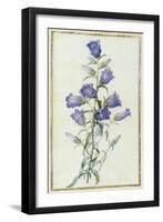 Campanula: Medium-Pierre-Joseph Redouté-Framed Giclee Print