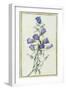 Campanula: Medium-Pierre-Joseph Redouté-Framed Giclee Print