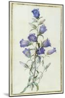 Campanula: Medium-Pierre-Joseph Redouté-Mounted Giclee Print