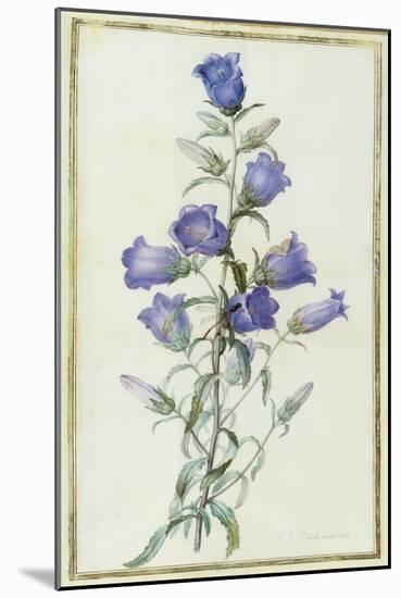 Campanula: Medium-Pierre-Joseph Redouté-Mounted Giclee Print