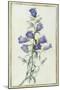 Campanula: Medium-Pierre-Joseph Redouté-Mounted Giclee Print