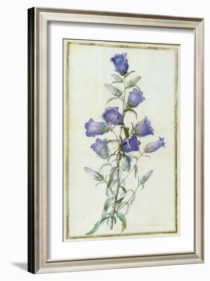 Campanula: Medium-Pierre-Joseph Redouté-Framed Giclee Print