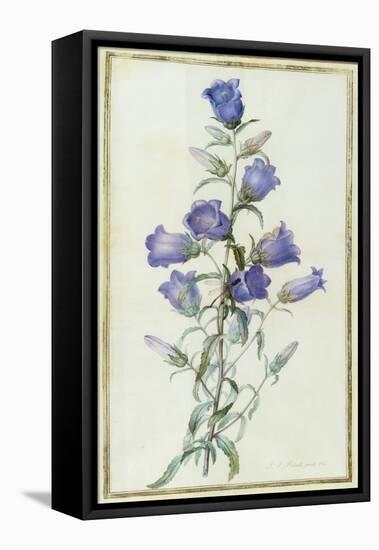 Campanula: Medium-Pierre-Joseph Redouté-Framed Stretched Canvas