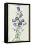 Campanula: Medium-Pierre-Joseph Redouté-Framed Stretched Canvas