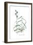 Campanula persicifolia, Flora Graeca-Ferdinand Bauer-Framed Giclee Print