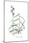 Campanula persicifolia, Flora Graeca-Ferdinand Bauer-Mounted Giclee Print