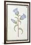 Campanula Trachelium, C.1700-null-Framed Giclee Print