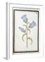 Campanula Trachelium, C.1700-null-Framed Giclee Print