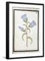 Campanula Trachelium, C.1700-null-Framed Giclee Print