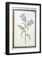 Campanula Trachelium, C.1700-null-Framed Giclee Print