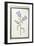 Campanula Trachelium, C.1700-null-Framed Giclee Print