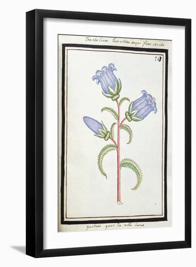 Campanula Trachelium, C.1700-null-Framed Giclee Print