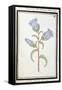 Campanula Trachelium, C.1700-null-Framed Stretched Canvas
