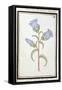 Campanula Trachelium, C.1700-null-Framed Stretched Canvas