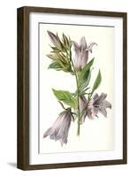 Campanula Trachelium-F Edward Hulme-Framed Art Print