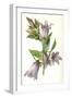 Campanula Trachelium-F Edward Hulme-Framed Art Print