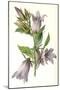 Campanula Trachelium-F Edward Hulme-Mounted Art Print