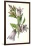 Campanula Trachelium-F Edward Hulme-Framed Art Print