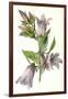 Campanula Trachelium-F Edward Hulme-Framed Art Print