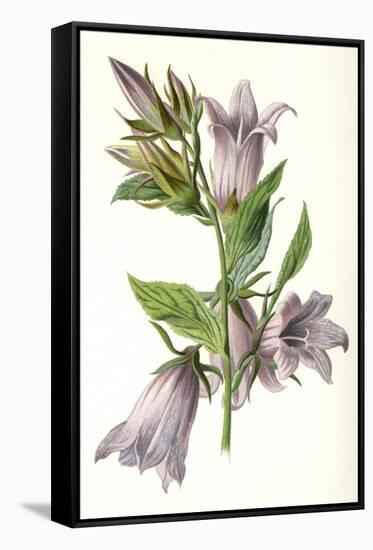 Campanula Trachelium-F Edward Hulme-Framed Stretched Canvas