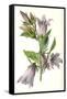 Campanula Trachelium-F Edward Hulme-Framed Stretched Canvas