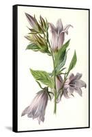 Campanula Trachelium-F Edward Hulme-Framed Stretched Canvas