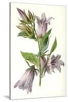 Campanula Trachelium-F Edward Hulme-Stretched Canvas