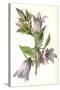 Campanula Trachelium-F Edward Hulme-Stretched Canvas