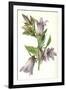 Campanula Trachelium-F Edward Hulme-Framed Art Print