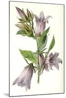 Campanula Trachelium-F Edward Hulme-Mounted Art Print