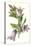 Campanula Trachelium-F Edward Hulme-Stretched Canvas