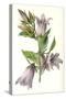 Campanula Trachelium-F Edward Hulme-Stretched Canvas