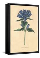 Campanula Vintage-Wild Apple Portfolio-Framed Stretched Canvas