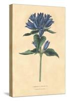 Campanula Vintage-Wild Apple Portfolio-Stretched Canvas