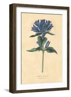 Campanula Vintage-Wild Apple Portfolio-Framed Art Print